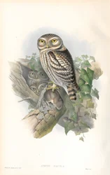 Illustration d